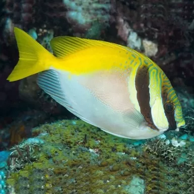 Siganus Virgatus (S)