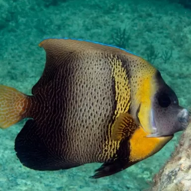 pomacanthus zonipectus S