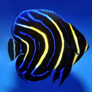 pomacanthus zonipectus S