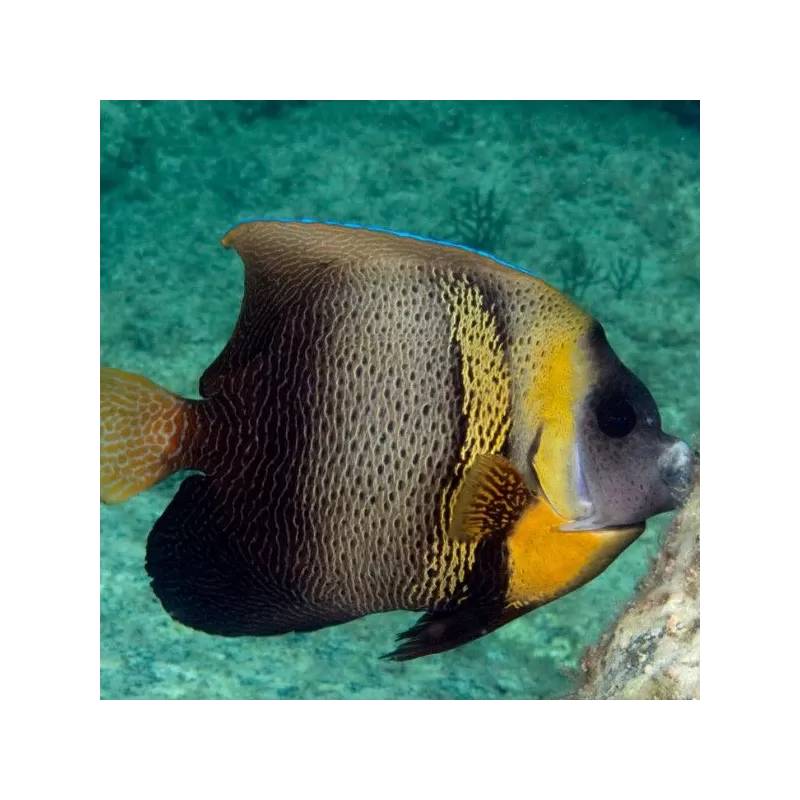 Pomacanthus Zonipectus (M)