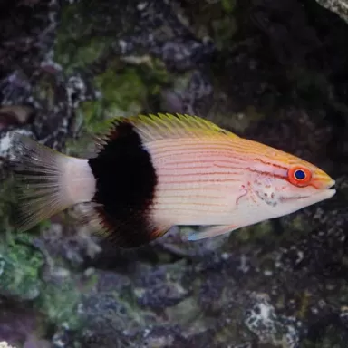 bodianus bilunulatus