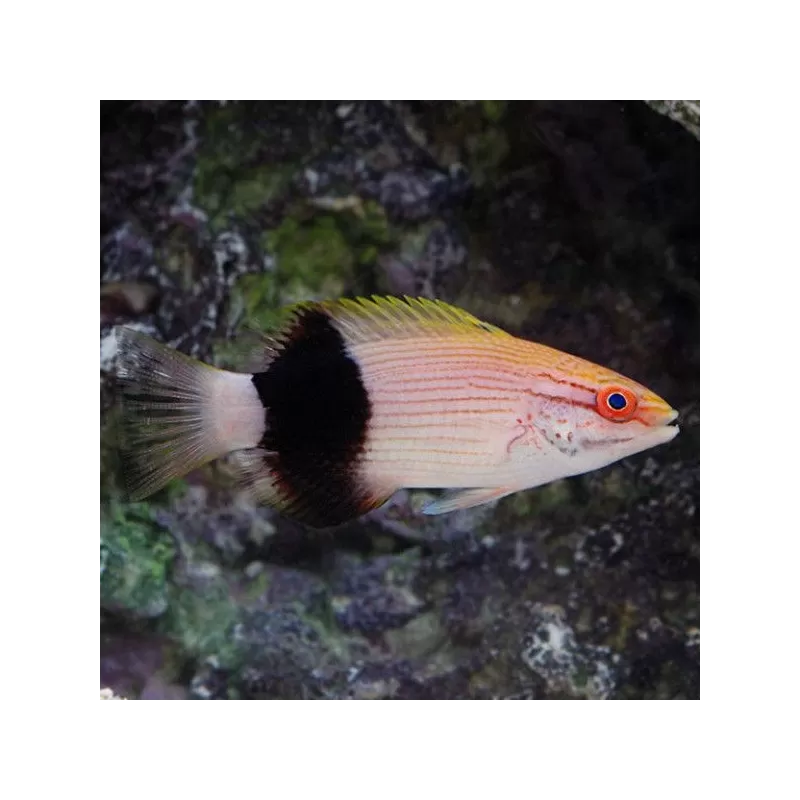 bodianus bilunulatus