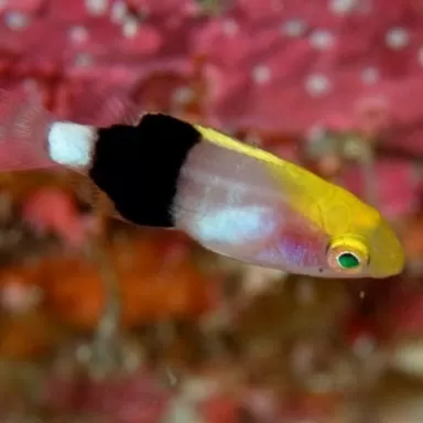 bodianus bilunulatus