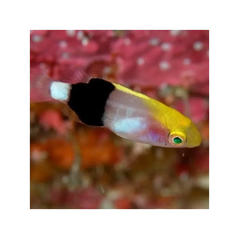 bodianus bilunulatus