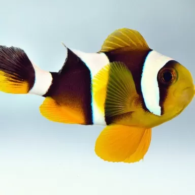 Amphiprion Chrysogaster