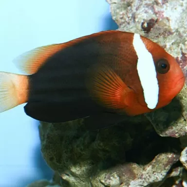 Amphiprion Melanopus (M)
