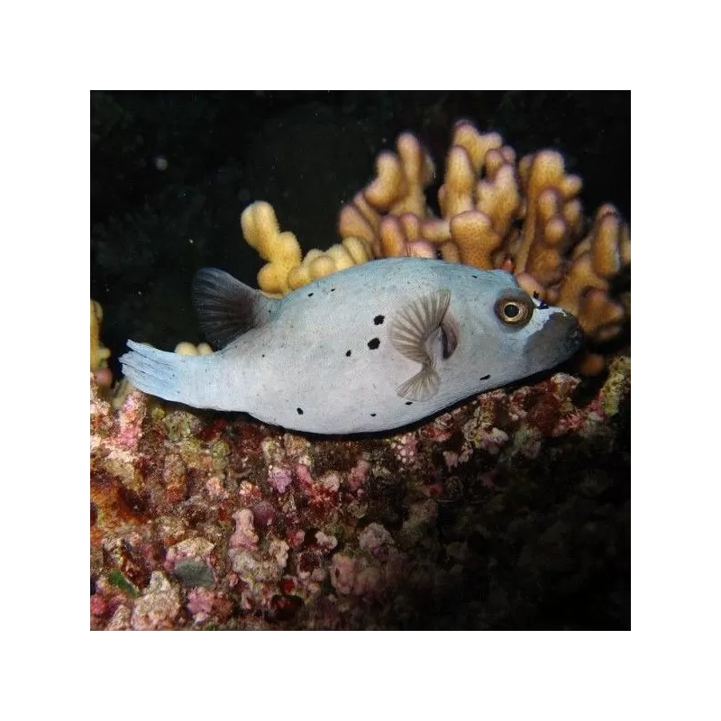 Arothron Nigropunctatus (L) 