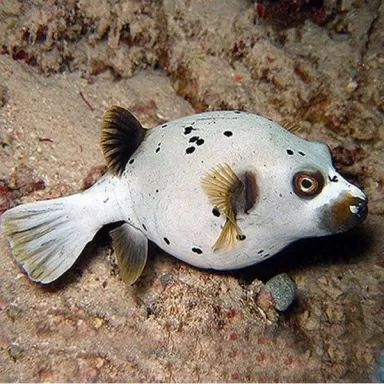 Arothron Nigropunctatus (L) 