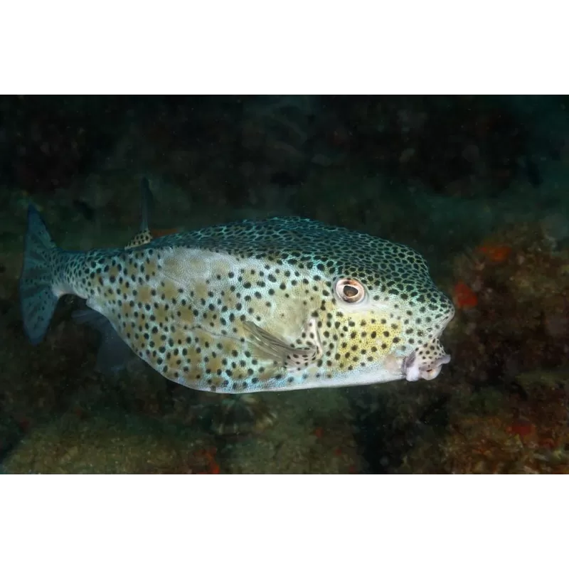 Ostracion Rhinorhynchos juv