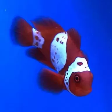 Premnas Biaculeatus Lightning Maroon