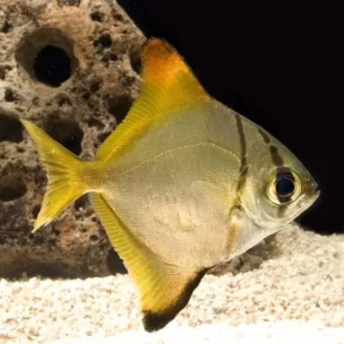 Monodactylus Argenteus