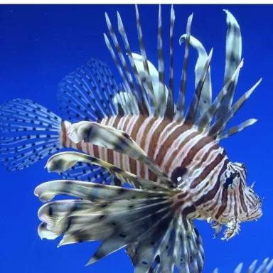 Pterois Volitans (L)