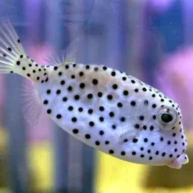 Ostracion Rhinorhynchos juv