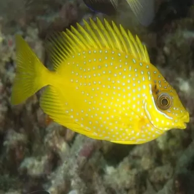 Siganus Corallinus Puelloides (M)