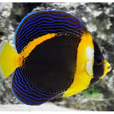 Chaetodontoplus Duboulayi Female L