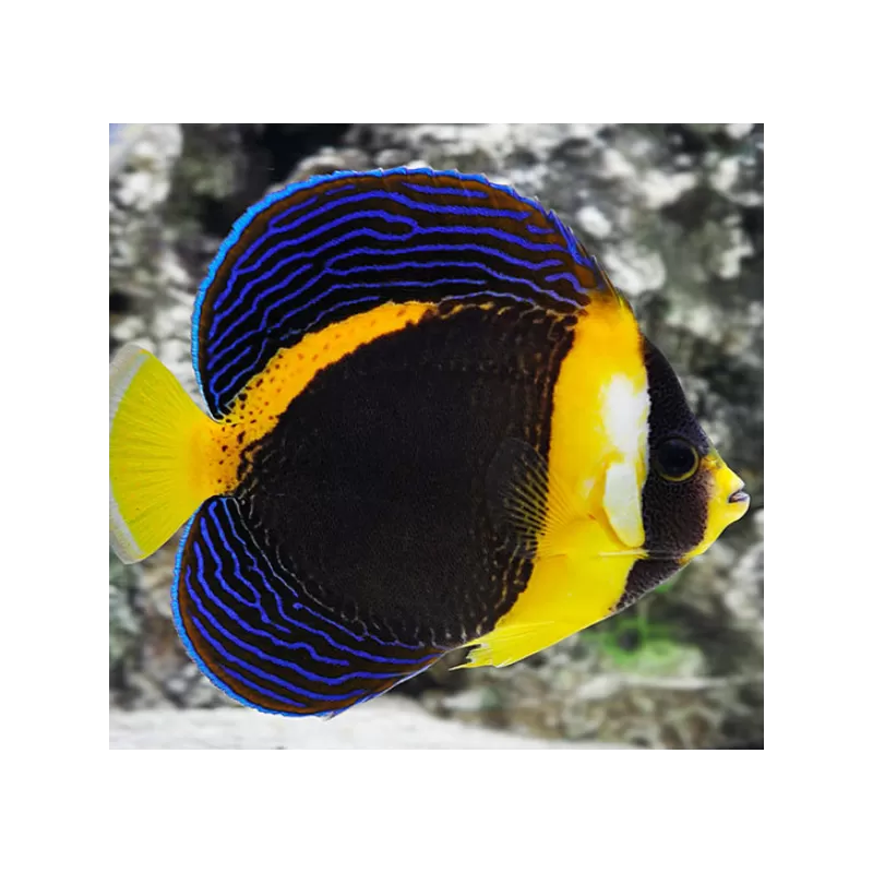 Chaetodontoplus Duboulayi Female L