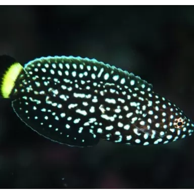 Anampses Melanurus (M)