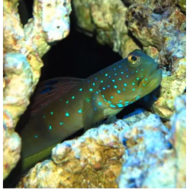 Cryptocentrus Pavoninoides