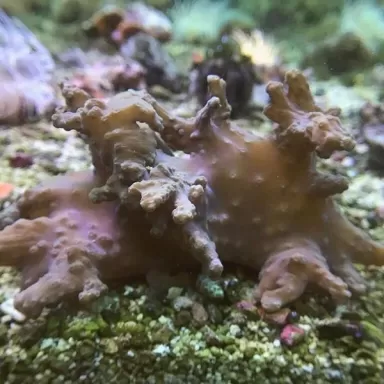 Sinularia Brassica (M)