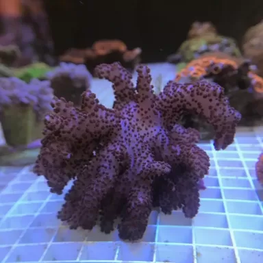 Cladiella Colt Coral (L) Singapore