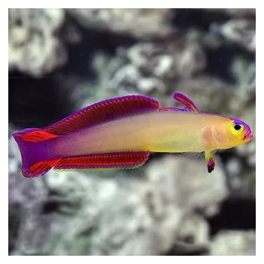 Nemateleotris Exquisita