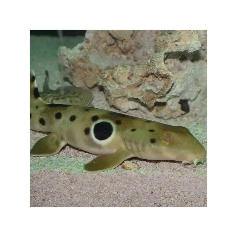 Hemiscyllium Ocellatum XL