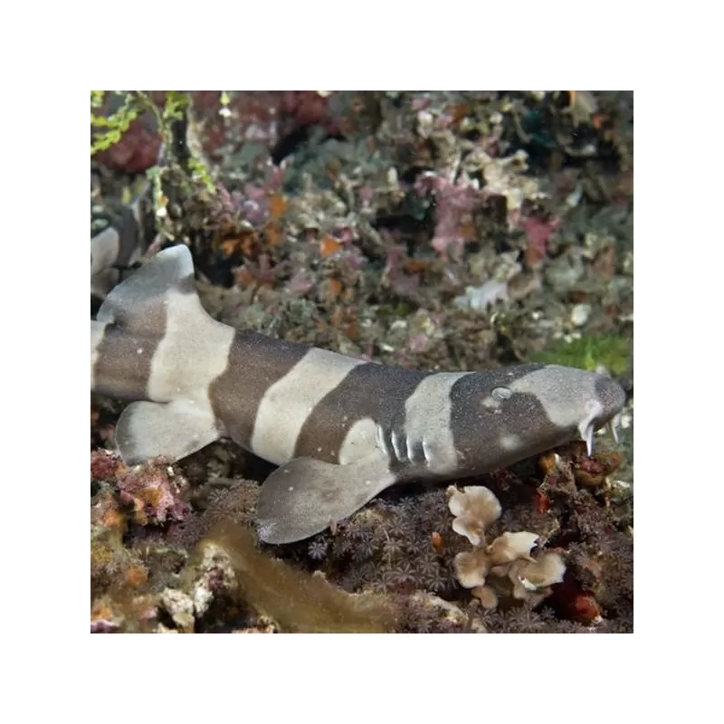 Chiloscyllium Punctatum Egg