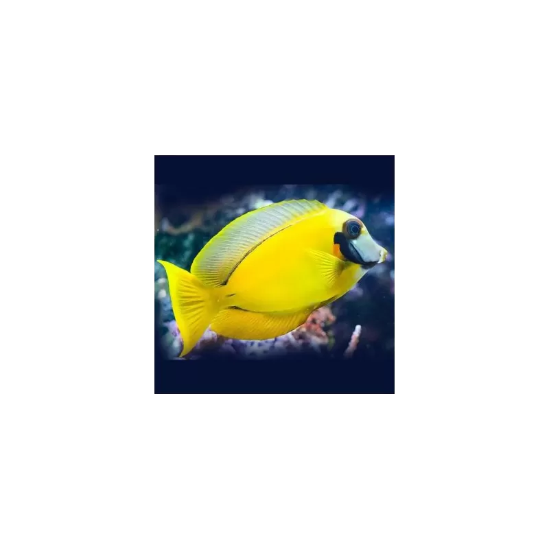 acanthurus pyroferus M YELLOW