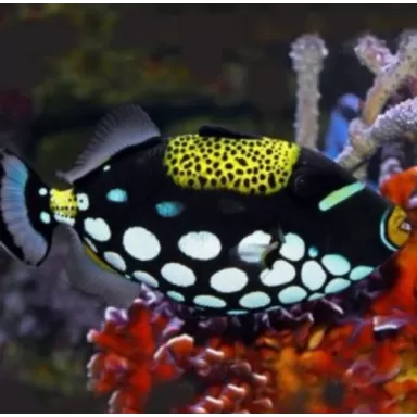 Balistoides Conspicillum (M)