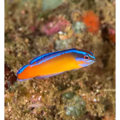 Pseudochromis Aldabrensis