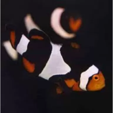 Amphiprion Percula Onyx
