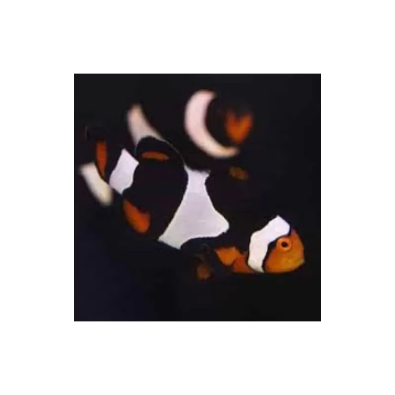 Amphiprion Percula Onyx