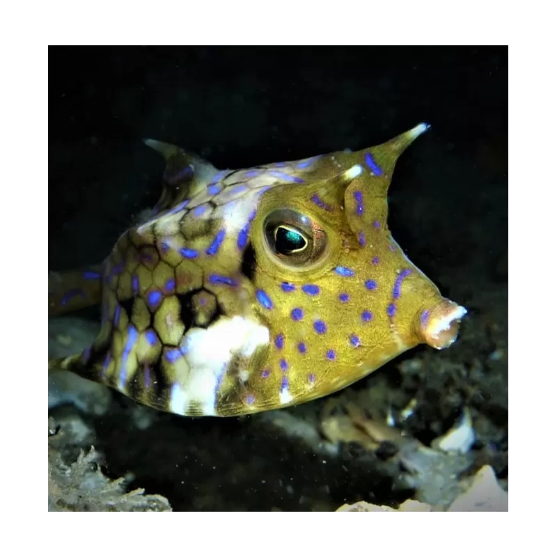 Lactoria Fornasini (M)