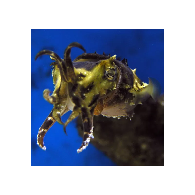 Sepia Bandensis Eggs per bunch