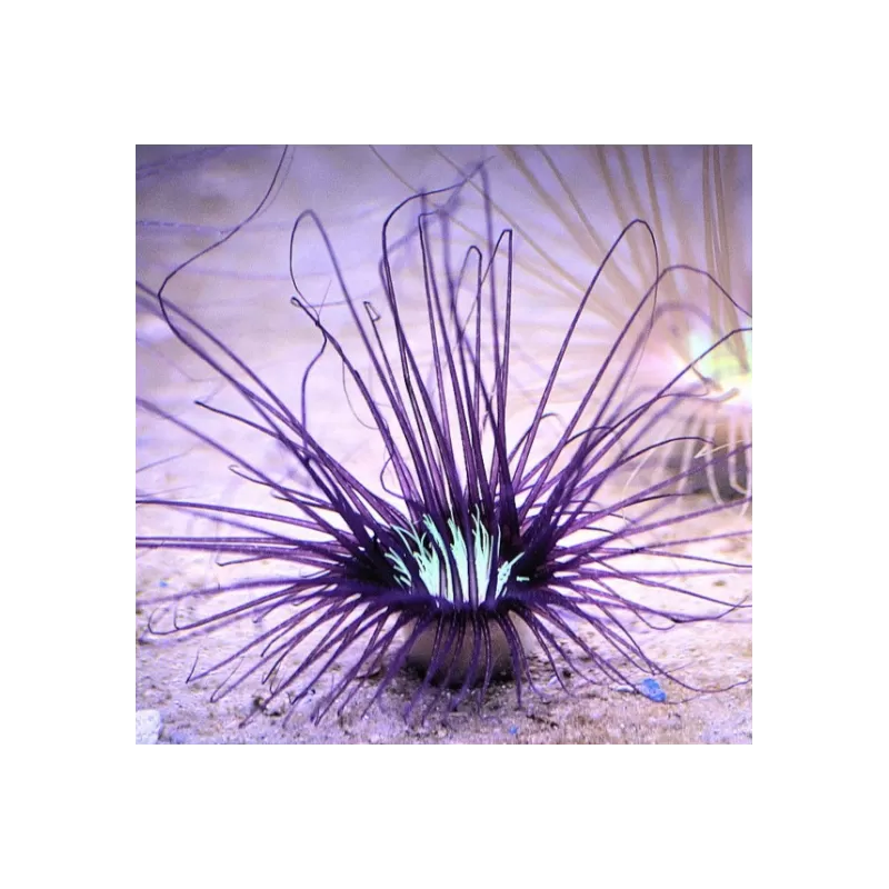 Cerianthus membranaceus purple