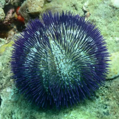 Lytechinus Variegatus