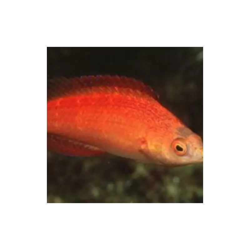Cirrhilabrus Naokoae (Male)| Coralandfishstore.nl