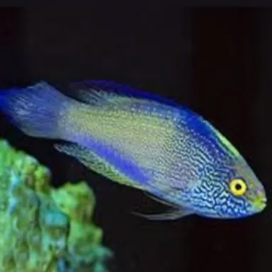 cirrhilabrus rhomboidalis