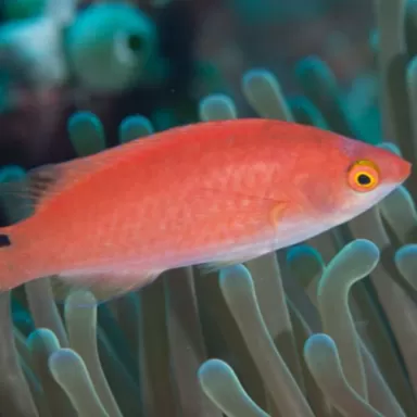 Cirrhilabrus Adornatus 