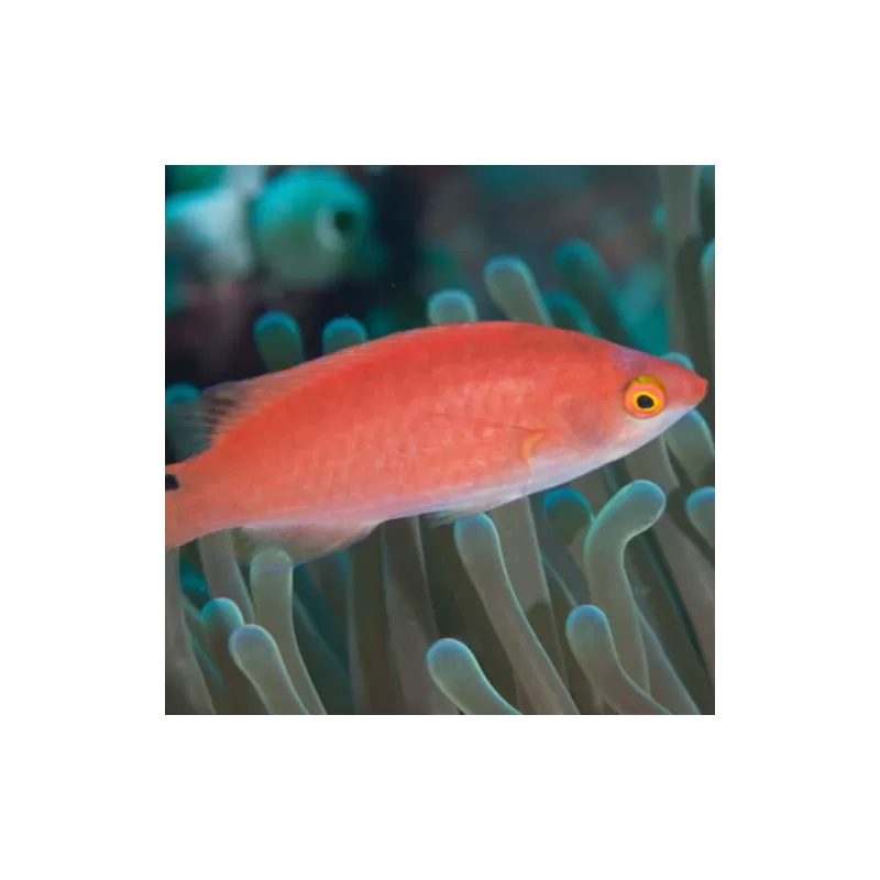 Cirrhilabrus Adornatus 