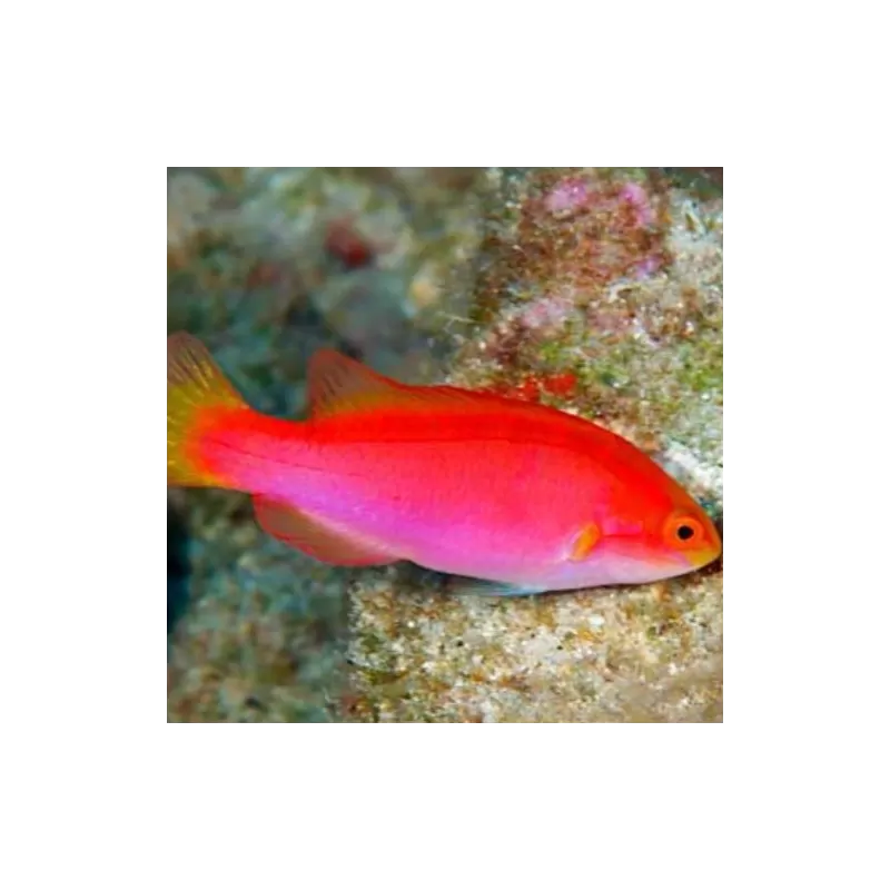 Cirrhilabrus jordani