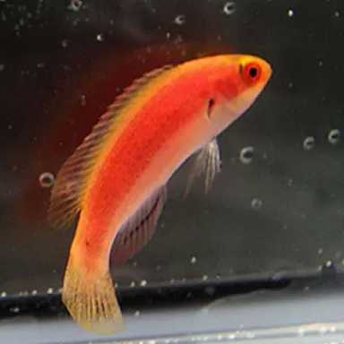 Cirrhilabrus Balteatus (männlich) | Coralandfishstore.nl