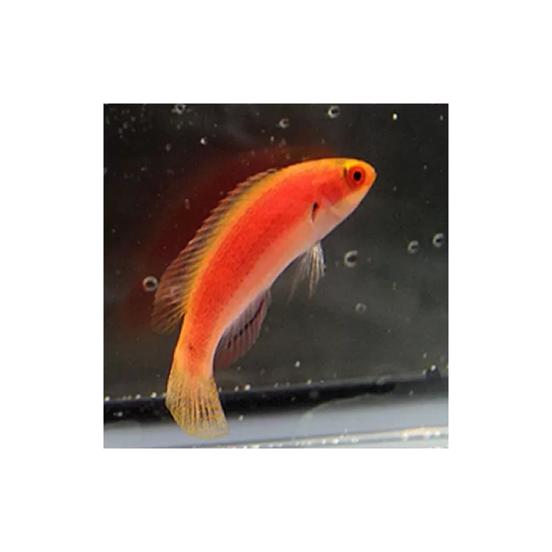 Cirrhilabrus Balteatus (Male) | Coralandfishstore.nl