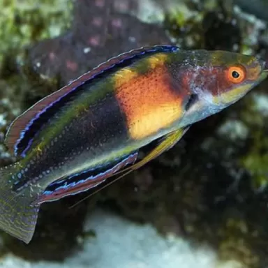 Cirrhilabrus Balteatus (Male) | Coralandfishstore.nl