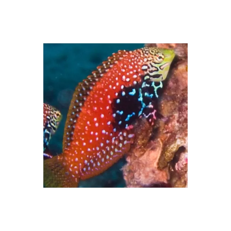 macropharyngodon bipartitus female