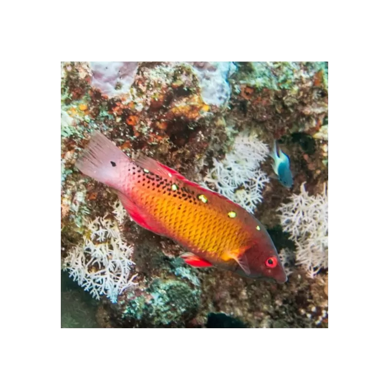 Bbodianus Diana S