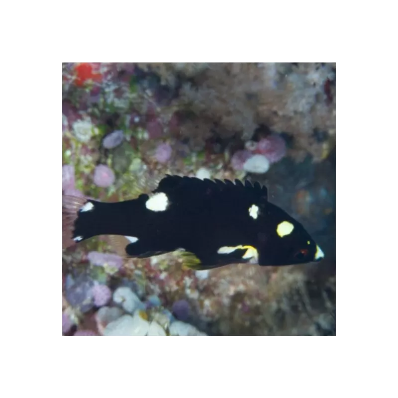 bodianus axillaris M