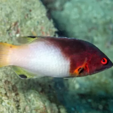 bodianus axillaris M