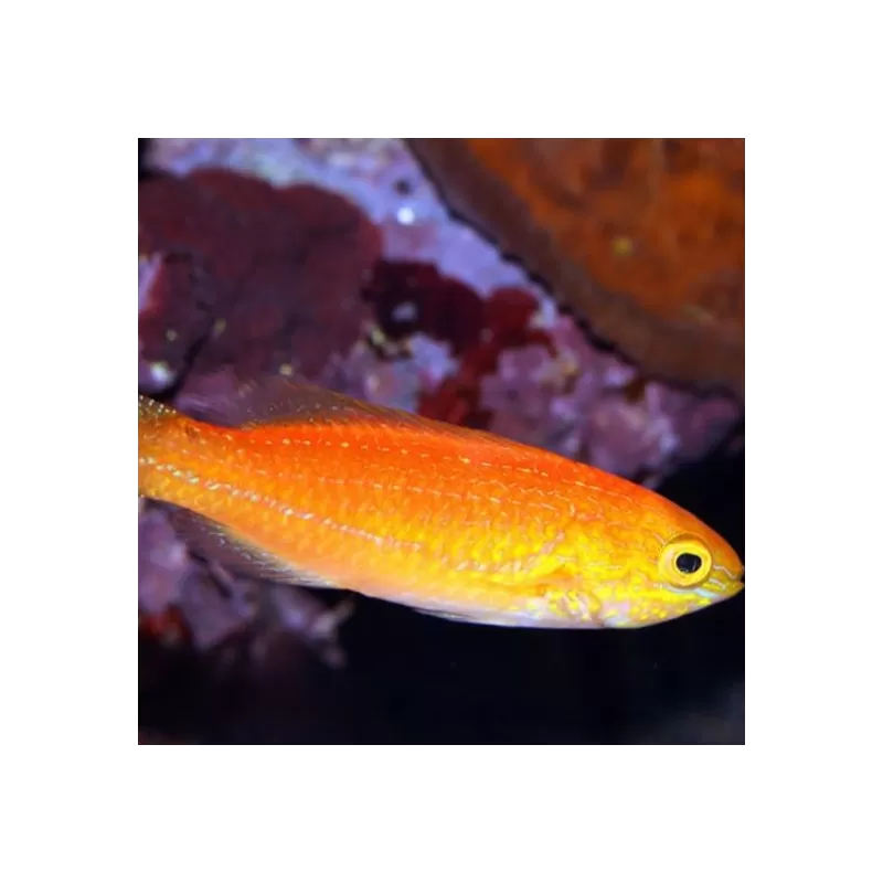 Cirrhilabrus Isosceles Pair