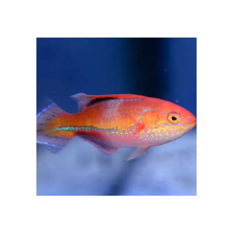 Cirrhilabrus Isosceles Female